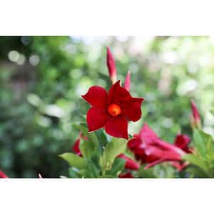 1 Qt. Premium Mandevilla Plant, Red Flowers in Grower's Pot (4-Pack)