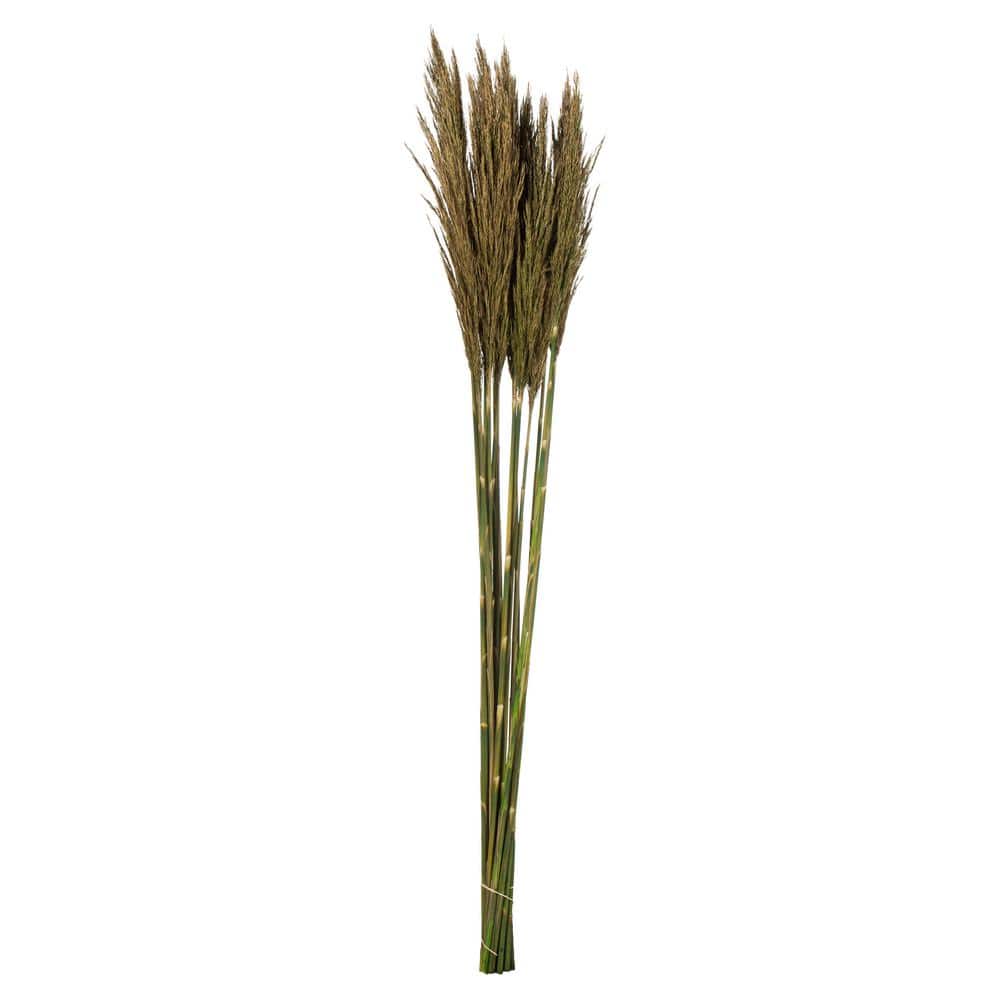 Vickerman 36 in. Green Preserved Plume Reed Stem Bundle, 30-40 Stems ...