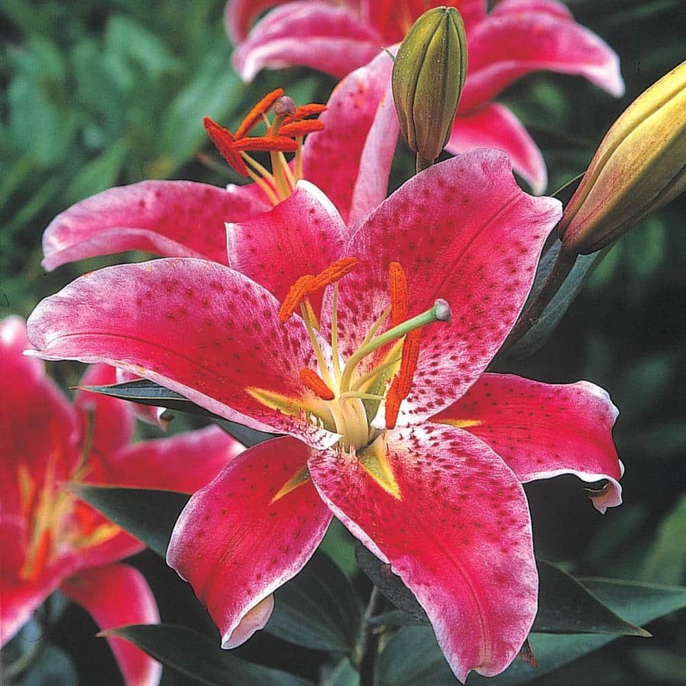 Breck's Oriental Lily Stargazer Bulbs (5-Pack) 88415 - The Home Depot