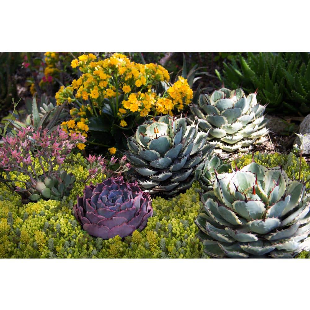 Multicolor Sedum Succulent Tray with Plastic Planter