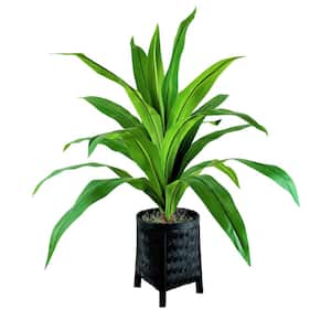 36 in. Artificial Dracaena in Black Woven Footed Basket