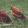 everbilt-chicken-wire-308431eb-1f.5