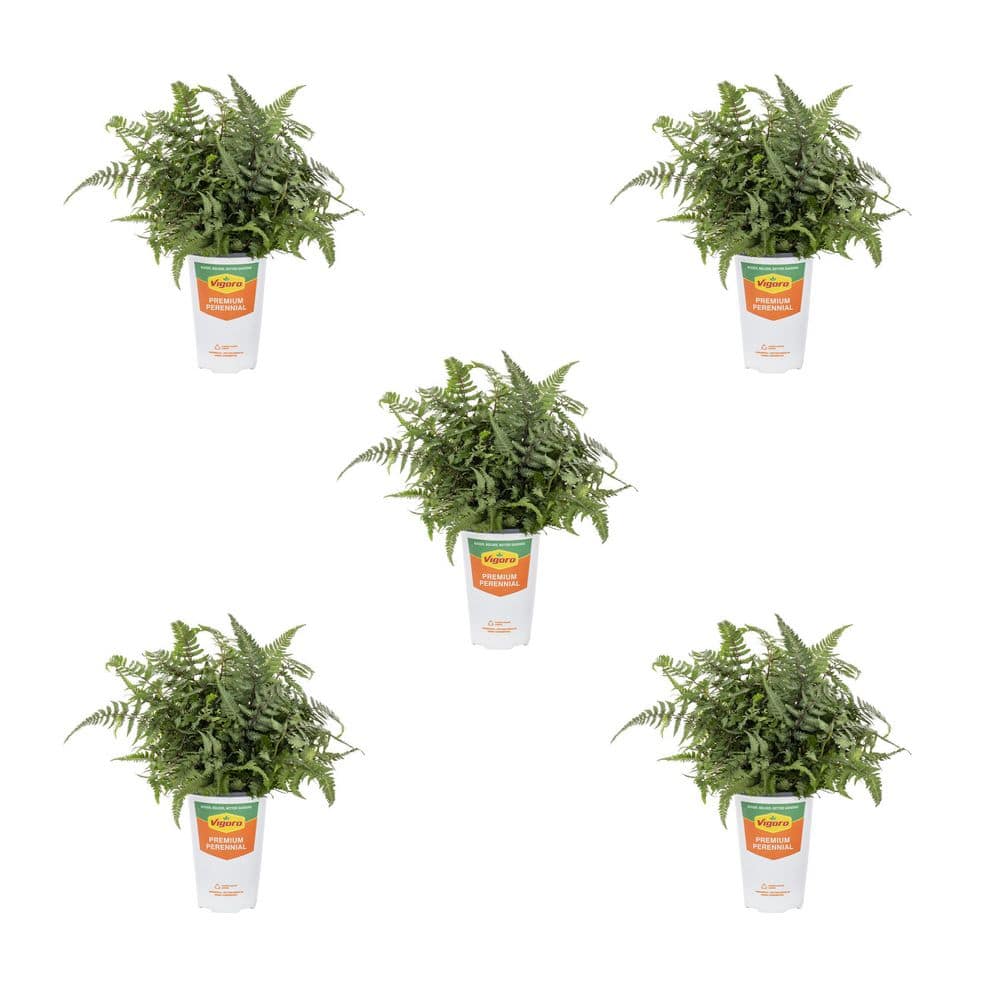 Vigoro 1.5 Pt. Fern Hardy Japanese Painted Perennial Plant (5-Pack