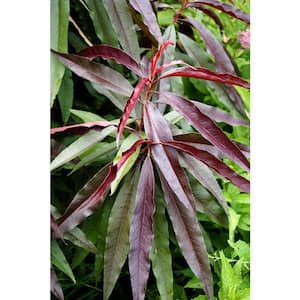 7 Gal. Bonfire Flowering Peach Live Patio Tree with Dark Red Foliage and Deep Pink Flowers (1-Pack)