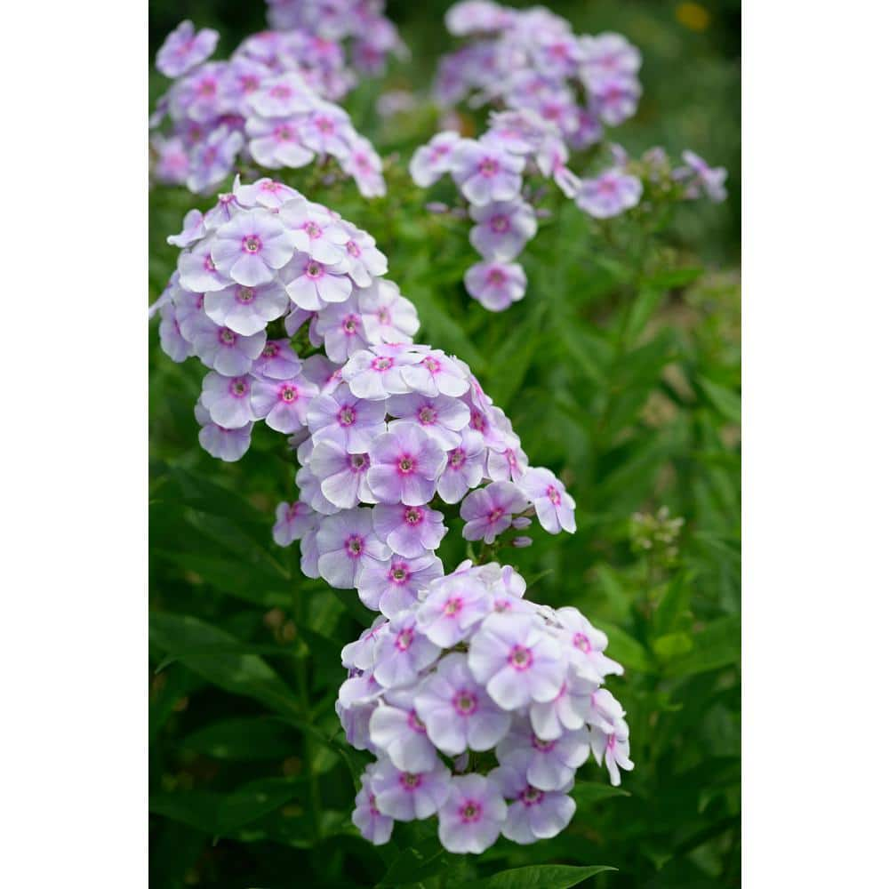 BELL NURSERY 1 Gal. Phlox Tall Live Perennial Plant, BiColor