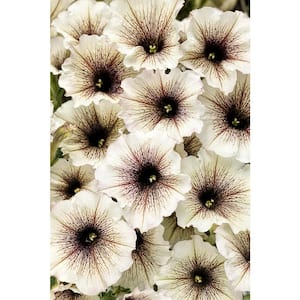 4-Pack, 4.25 in. Grande Supertunia Latte (Petunia) Live Plant, Silver-White and Brown Flowers