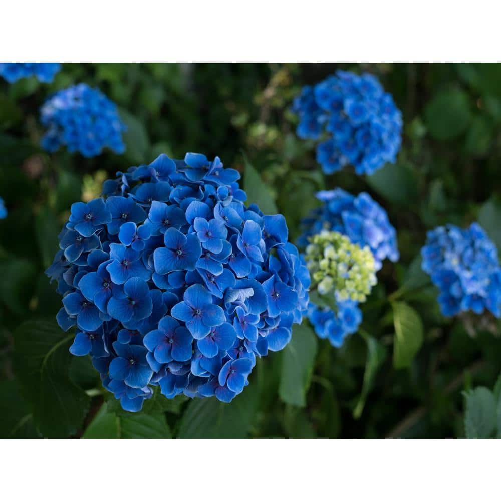 Last Minute Gifts on  Prime… – The Blue Hydrangeas – A