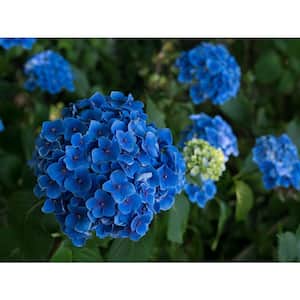 1 Gal. Let's Dance Rhythmic Blue Hydrangea Shrub Reblooming Skyblue Flowers