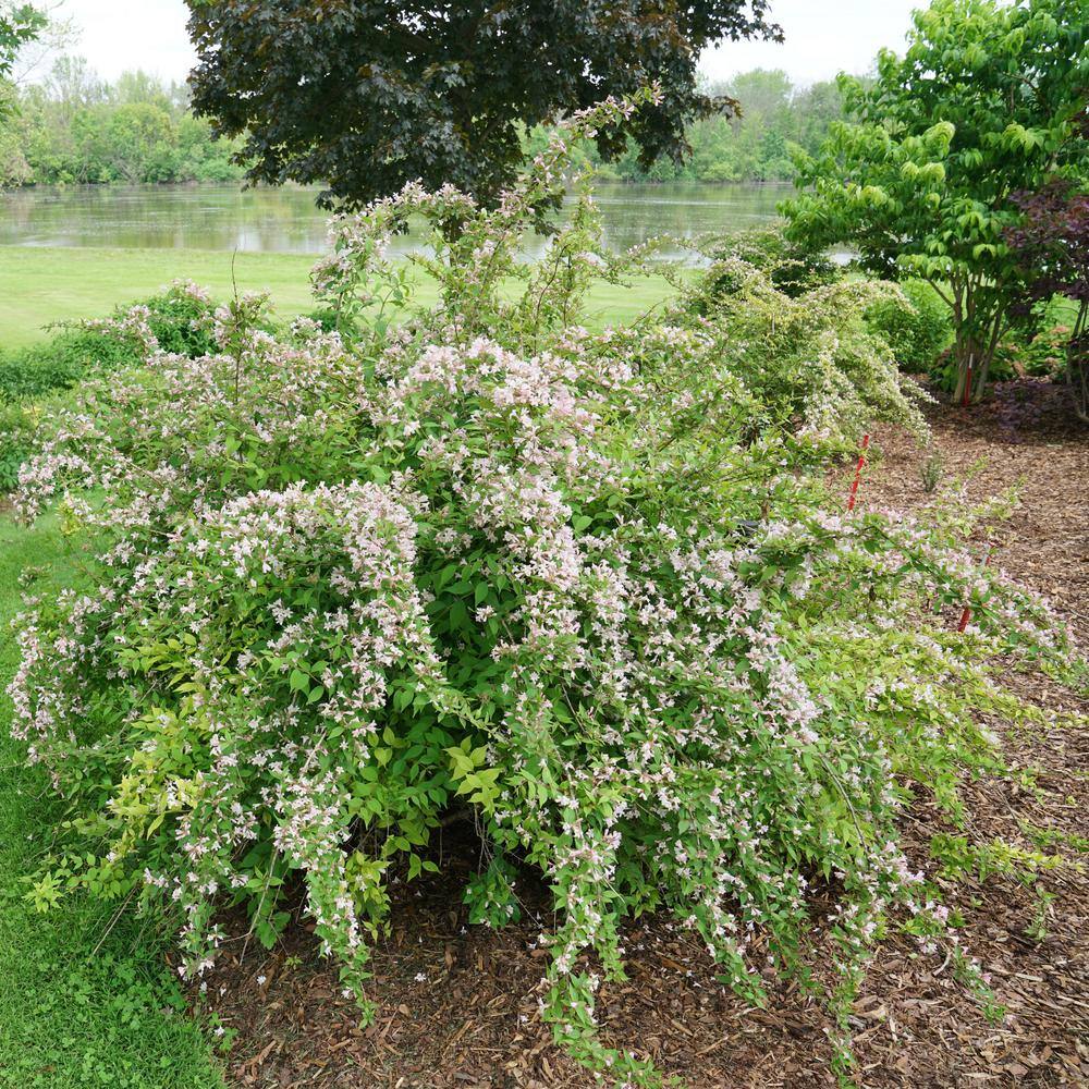4.5 in. Qt. Jolene Jolene Beautybush (Kolkwitzia Amabalis) Flowering Shrub With Light Pink Flowers price history on PriceWatchPro