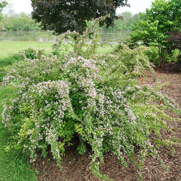 PROVEN WINNERS 4.5 in. Qt. Jolene Jolene Beautybush (Kolkwitzia Amabalis) Flowering Shrub With Light Pink Flowers