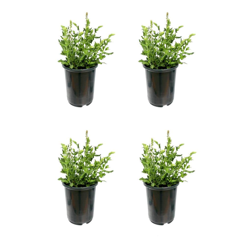 2.5 Qt. Perennial Salvia White (4-Pack)