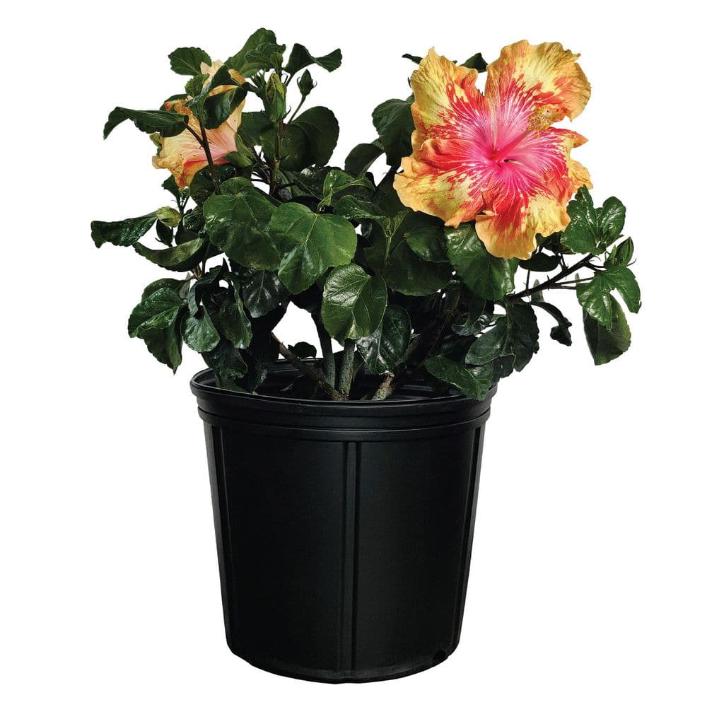 nature-s-way-farms-shrubs-