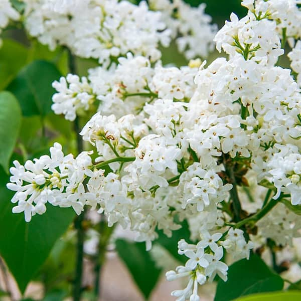 Spring Hill Nurseries 4 in. Pot Snowy Beach Party Lilac (Syringa), Live Deciduous Shrub with White Flowers (1-Pack)