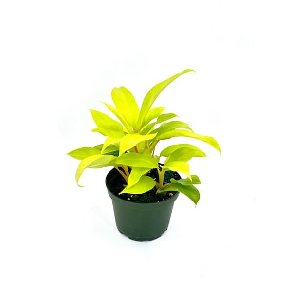 orange spider plant Chlorophytum orchidastrum Green Orange Spider Plant | Hortology