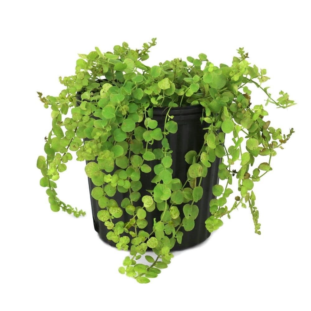 1 gal. Lysimachia Creeping Jenny Shrub price history on PriceWatchPro