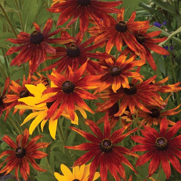 ALTMAN PLANTS 2.6 Qt. #1 Red Black-Eyed Susan Plant