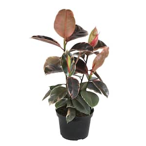Ficus Tineke Variegated Indoor Houseplant in 8 in. Grower Pot