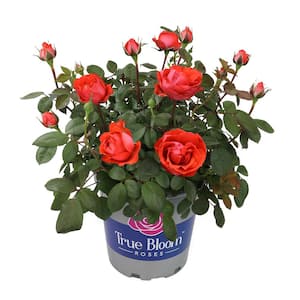 8 Qt. True Bloom True Passion Rose with Orange-Red Flowers