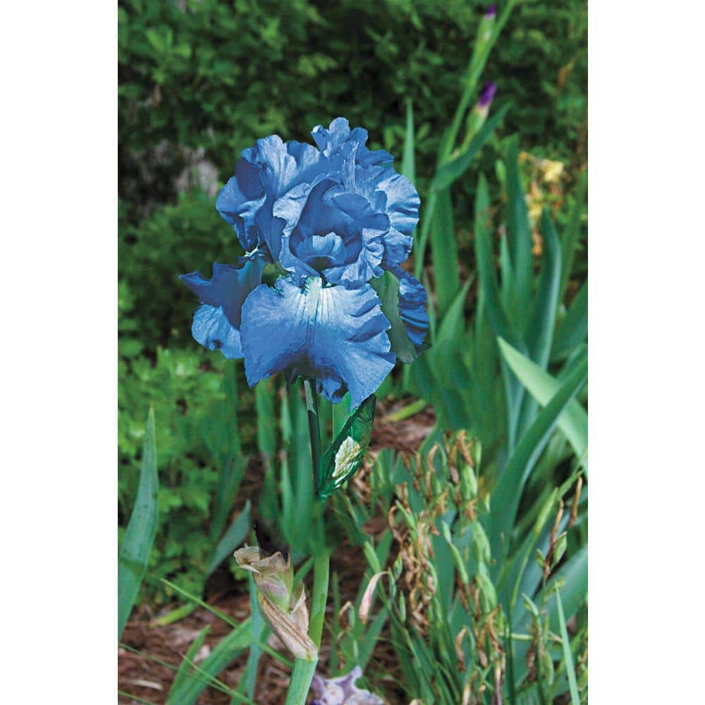 breck-s-perennials-08354-