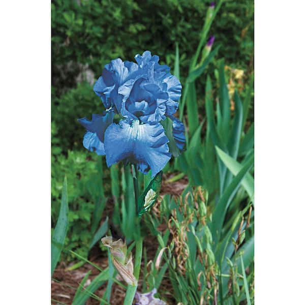 Victoria Falls Blue Flowering Reblooming Bearded Iris Dormant Bare Root Perennial Starter Plant (1-Pack)