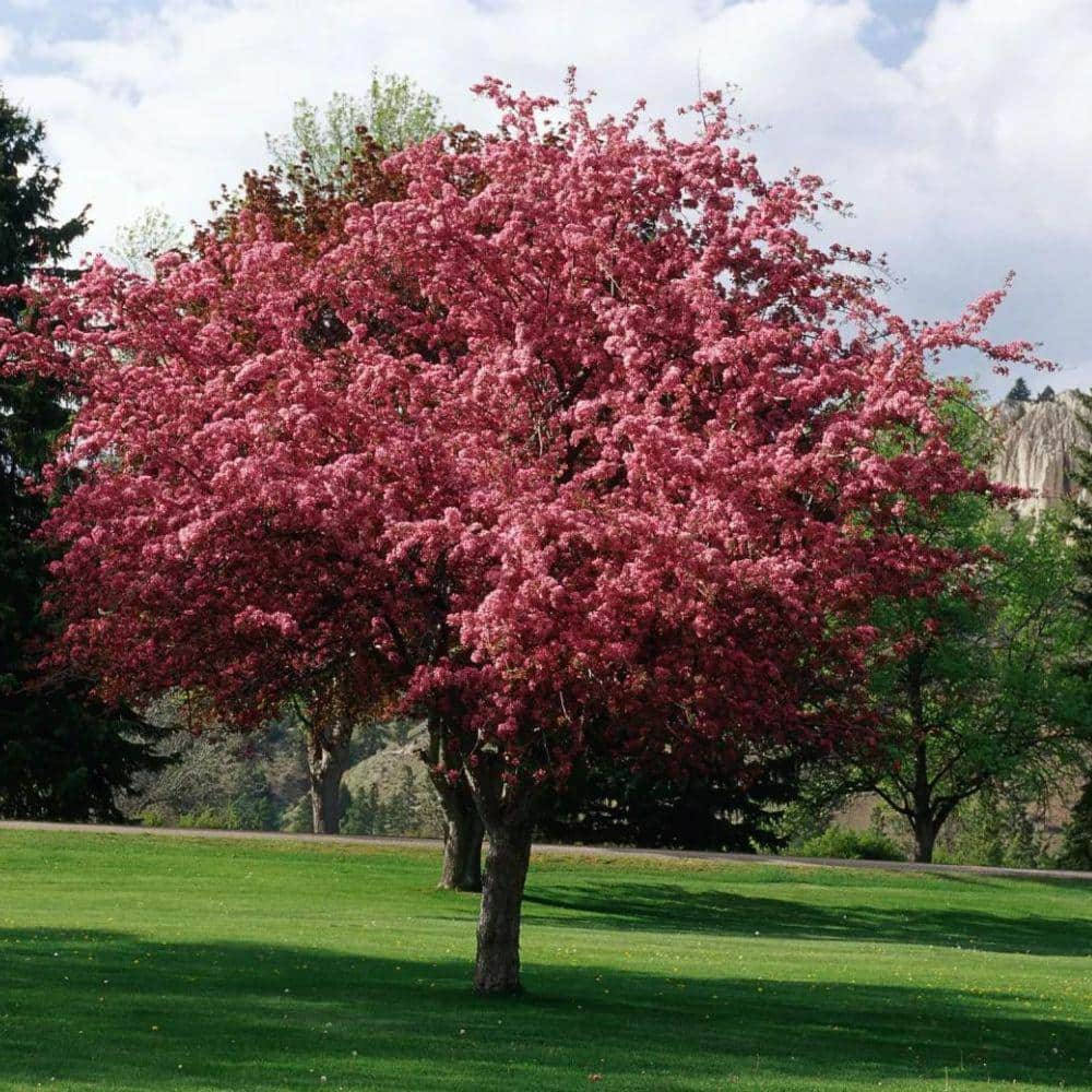 7 Gal. Robinson Crabapple Flowering Deciduous Tree with Pink Flowers ...