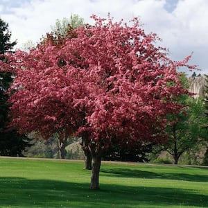 7 Gal. Robinson Crabapple Flowering Deciduous Tree with Pink Flowers