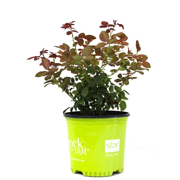 KNOCK OUT 2 Gal. Red Double Knock Out Rose Bush with Red Flowers 13210 -  The Home Depot