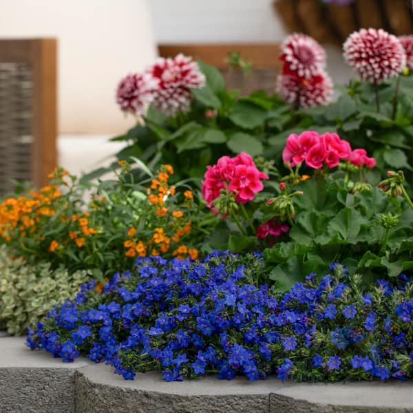 METROLINA GREENHOUSES 2 qt. Heavenly Blue and Purple Lithodora
