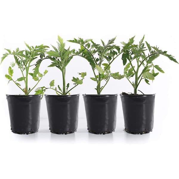 Plants by Post 1 Gal. Red Early Girl Tomato Plant (4Pack) 748179037280 The Home Depot