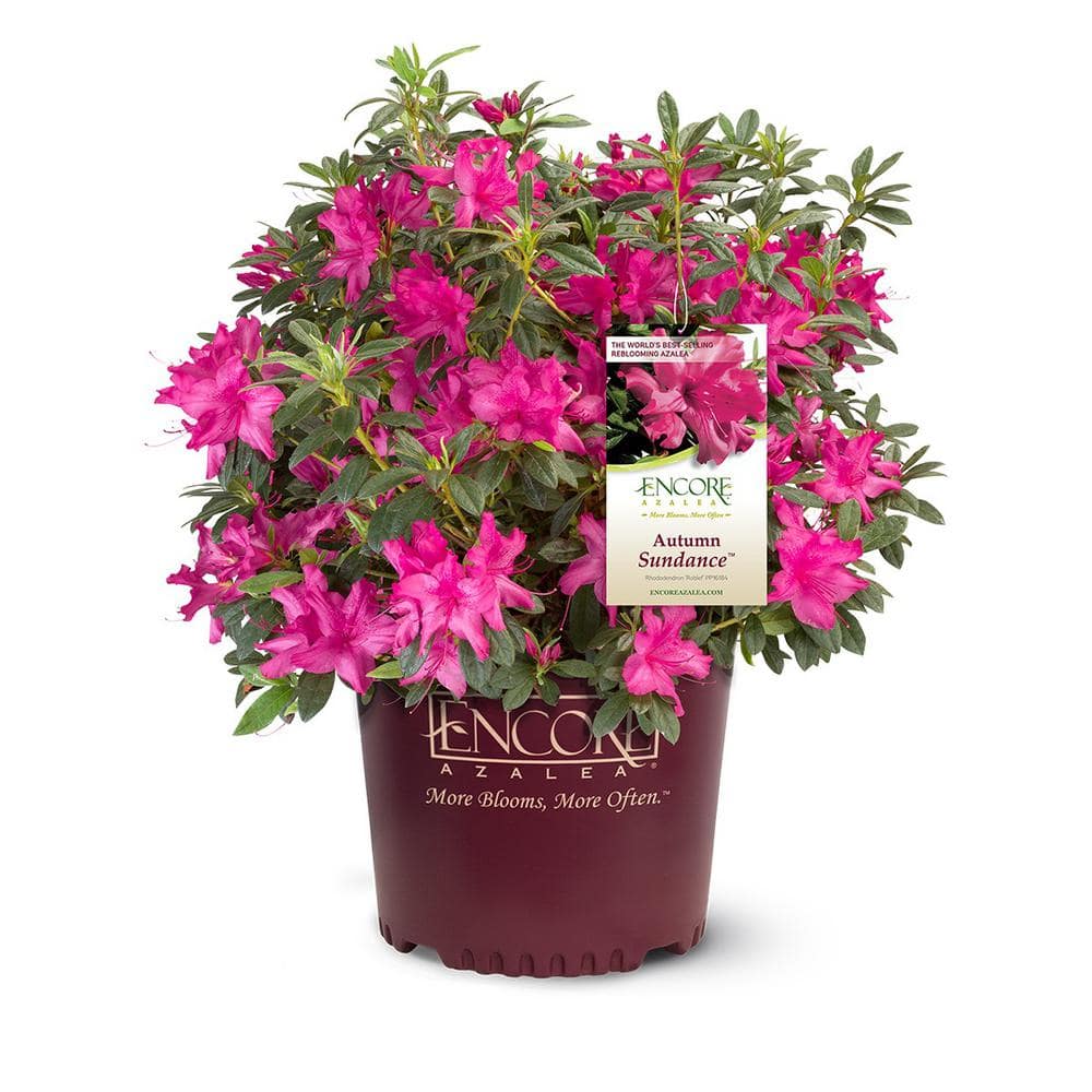 ENCORE AZALEA 1 Gal. Autumn Sundance Azalea Live Reblooming Shrub with ...