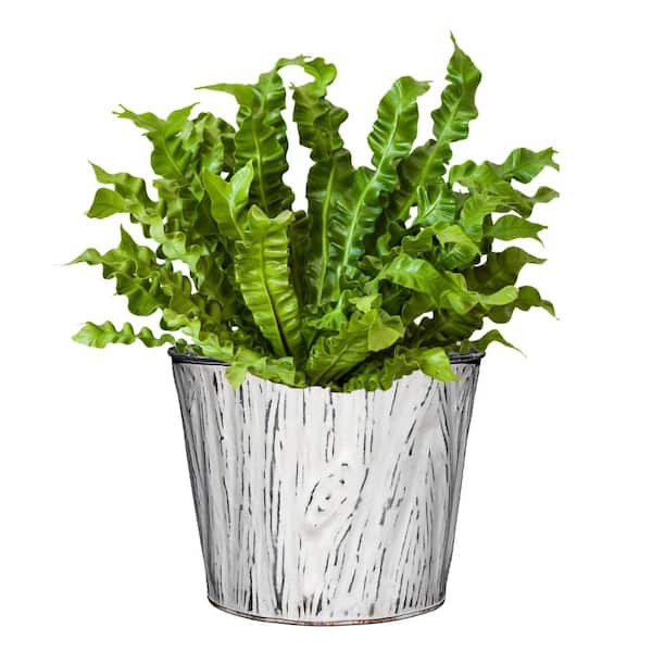 8 in. White Wood Grain Tin Planter