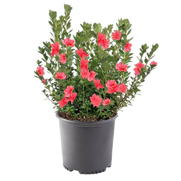 2.25 Gal. Fashion Azalea Shrub with Salmon Blooms and Green Foliage ...