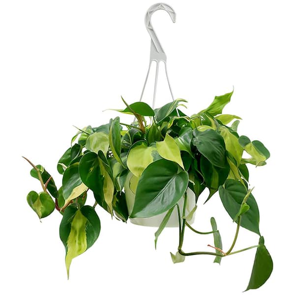 Philodendron Brasil (Philodendron Hederaceum) Plant 8 in. Hanging Basket