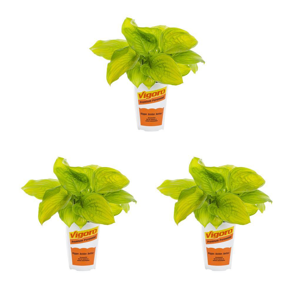 Vigoro 2 qt. Hosta Plantain Lily Stained Glass Variegated Green