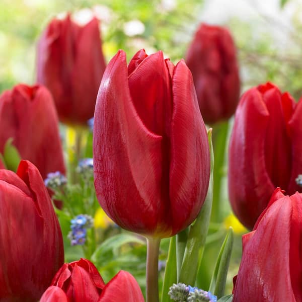 Garden State Bulb 12/+ cm, Triumph Strong Love Red Tulip Flower Bulbs (Bag of 25)