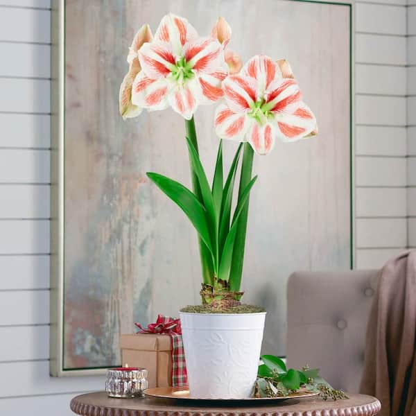 Gardens Alive! Clown Pink and White Striped Flowering Amaryllis (Hippaestrum) Bulb Gift Kit, Planted in a decorative 6 inch pot