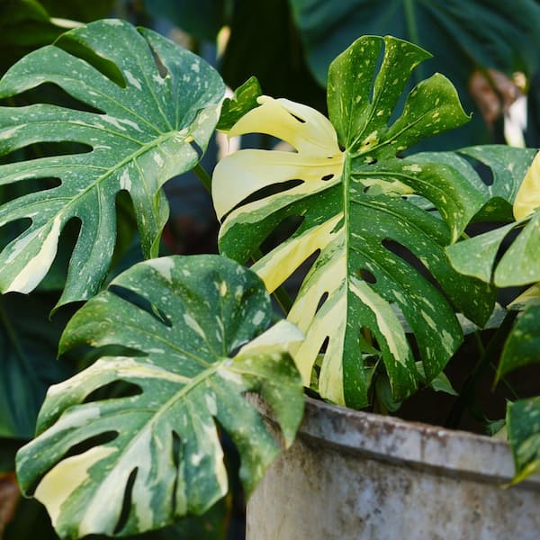 small rubber tree plant Ficus Elastica 'Burgundy' (Rubber Plant) – Rolling Greens main image 1