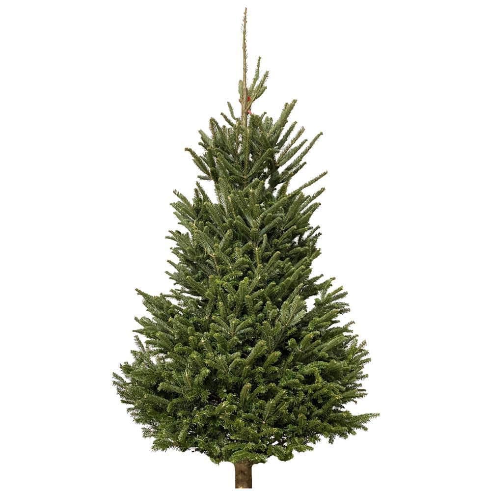 5 to 6 ft. Fraser Fir Christmas Tree