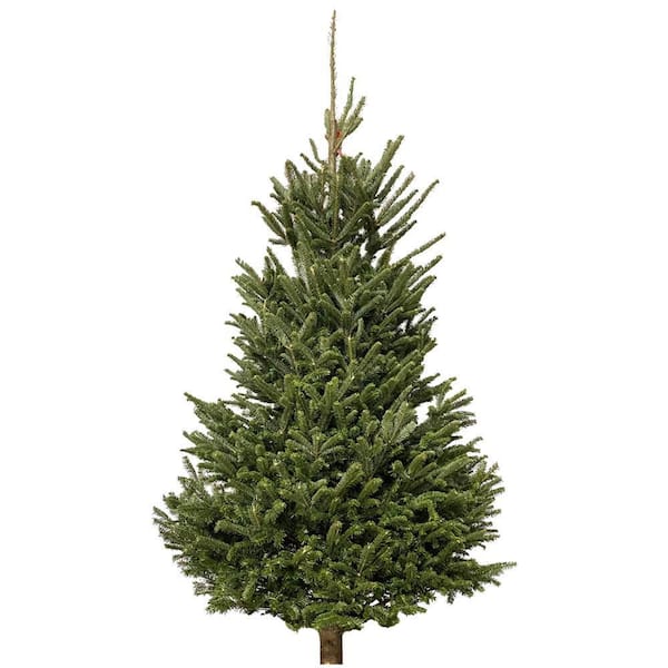 Unbranded 5 to 6 ft. Fraser Fir Christmas Tree