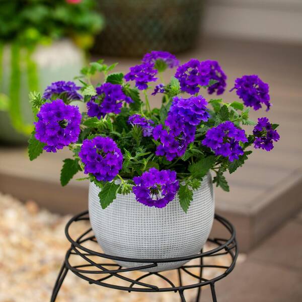 METROLINA GREENHOUSES 1.5 Pt. Proven Winners Verbena Superbena