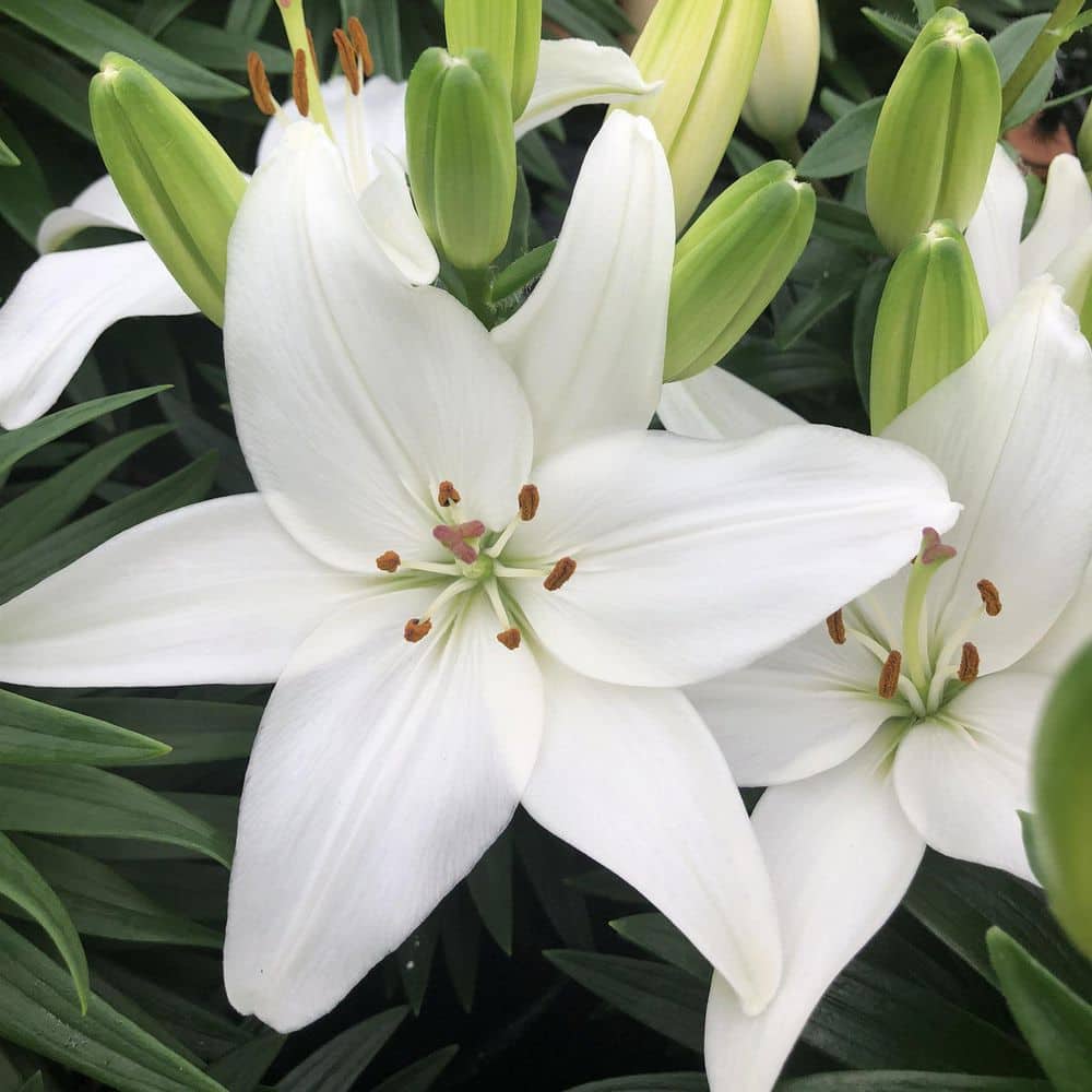 【Lily】 Roselily 'Zeta' (Double Oriental Lily, Lilium, Lily Div VII)