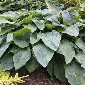 2.5 Qt. Hosta Green Leaf Plant in 6.3 In. Grower's Pot (2-Plants)