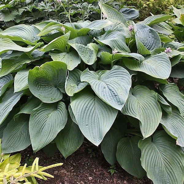 2.5 Qt. Hosta Green Leaf Plant in 6.3 In. Grower's Pot (2-Plants)