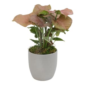 Arrowhead Vine (Syngonium Neon Robusta) Live House Plant with 4.25 in. Decorative Ceramic Pot