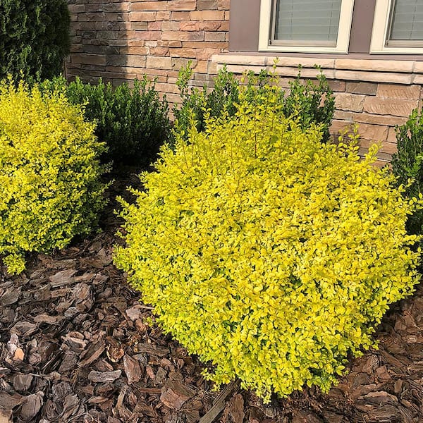 5 Gal. Sunshine Privet Ligustrum Shrub