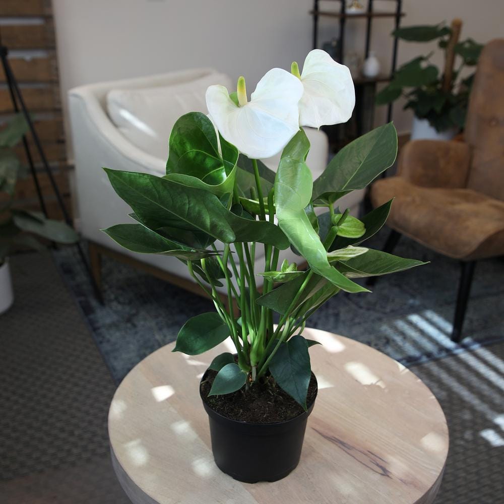 Large White Anthurium Flamingo Flower in Black Grower Pot