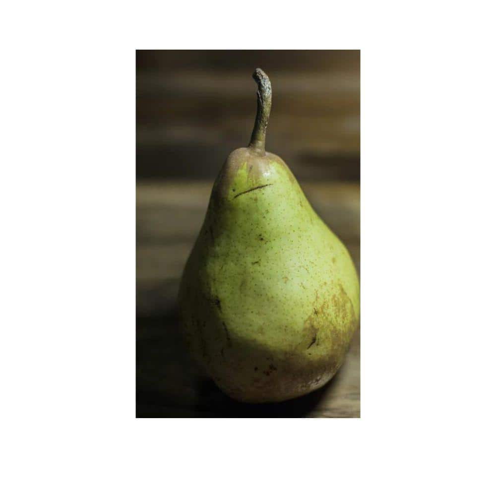 7 Gal. Flordahome Pear Tree