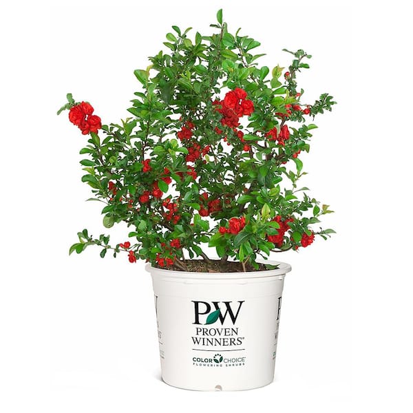 PROVEN WINNERS 2 Gal. Double Take Scarlet Quince Flowering Shrub with Large Red Double Blooms