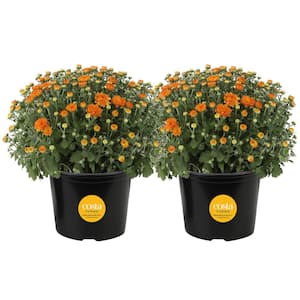 Orange Ready to Bloom Fall Chrysanthemum Outdoor Plant in 3 Qt. Grower Pot, Avg. Shipping Height 1-2 ft. Tall (2-Pack)