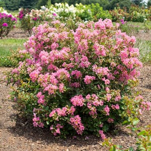 2 Qt. Bloomables Bellini Guava Crape Myrtle Shrub with Light Pink Flowers in Stadium Pot